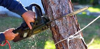 Best Lawn Pest Prevention  in Sylva, NC