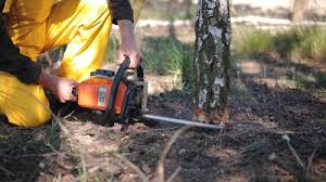 Best Tree Mulching  in Sylva, NC