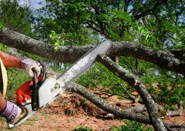 Best Utility Line Clearance  in Sylva, NC