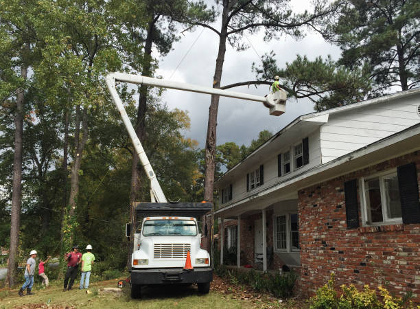 Best Fruit Tree Pruning  in Sylva, NC