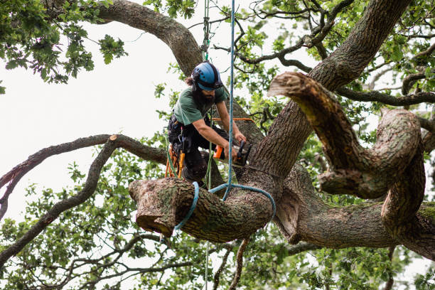 Best Commercial Tree Services  in Sylva, NC